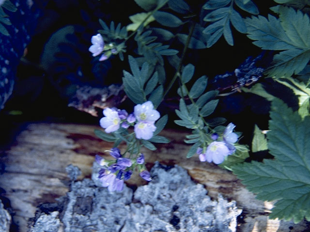 Polemonium reptans (Greek valerian) #6250