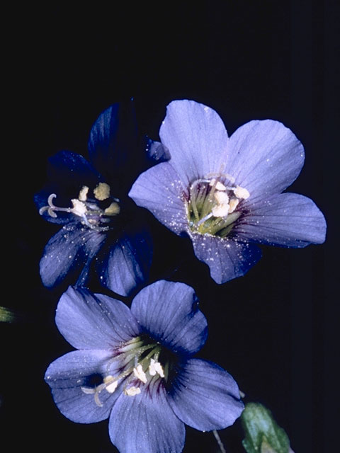 Polemonium reptans (Greek valerian) #6251