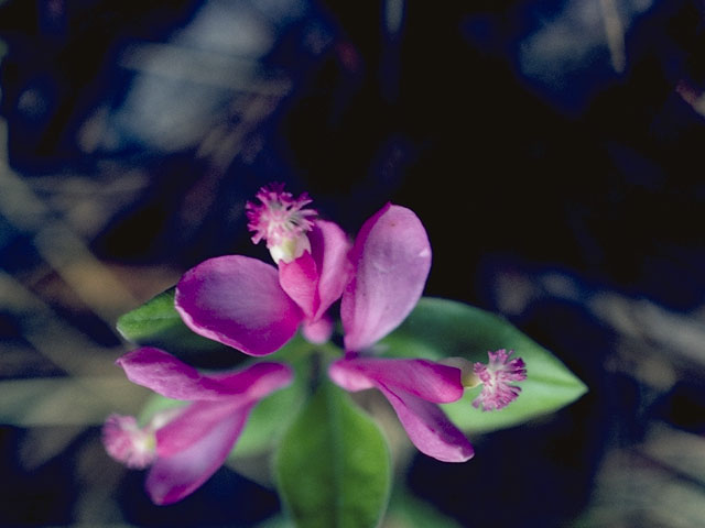 Polygala paucifolia (Gaywings) #6282