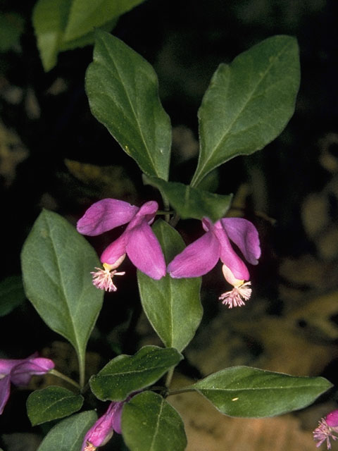 Polygala paucifolia (Gaywings) #6283