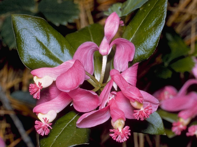 Polygala paucifolia (Gaywings) #6285