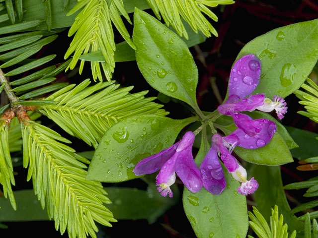 Polygala paucifolia (Gaywings) #6287