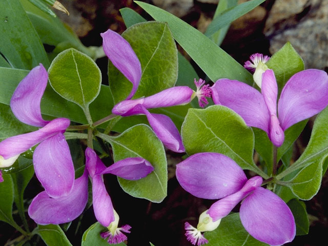 Polygala paucifolia (Gaywings) #6288