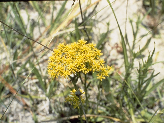 Polygala ramosa (Low pinebarren milkwort) #6292