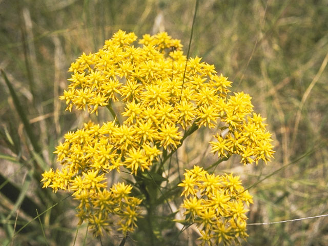 Polygala ramosa (Low pinebarren milkwort) #6294