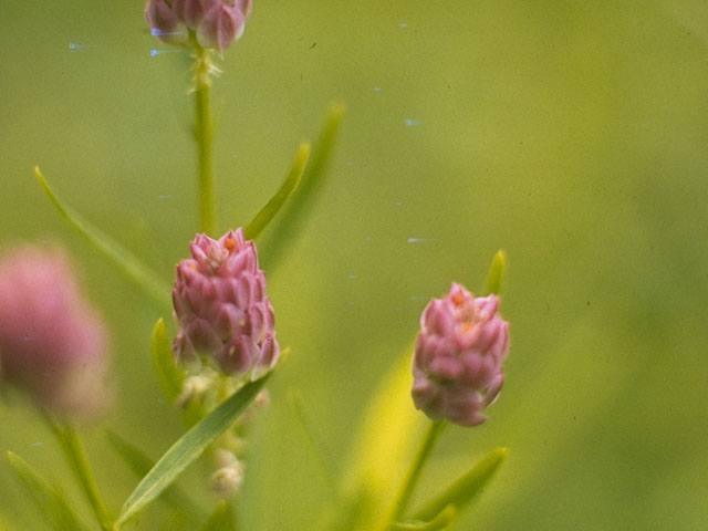 Polygala sanguinea (Purple milkwort) #6296