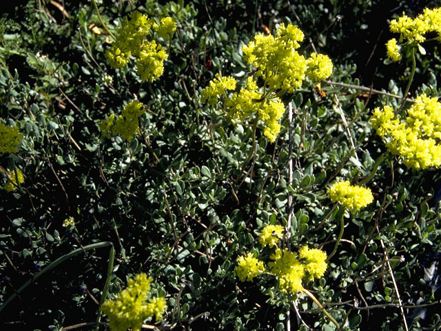 Eriogonum umbellatum var. nevadense (Sulphur-flower buckwheat) #6312