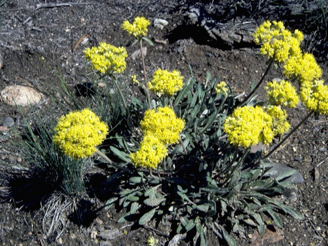 Eriogonum flavum var. piperi (Piper's golden buckwheat) #6322