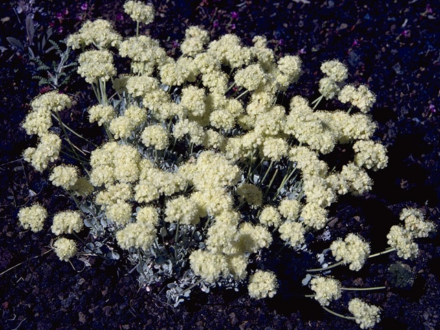 Eriogonum ovalifolium var. purpureum (Cushion buckwheat) #6329