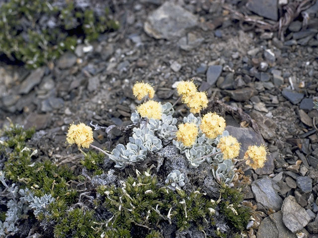 Eriogonum ovalifolium var. nivale (Cushion buckwheat) #6335