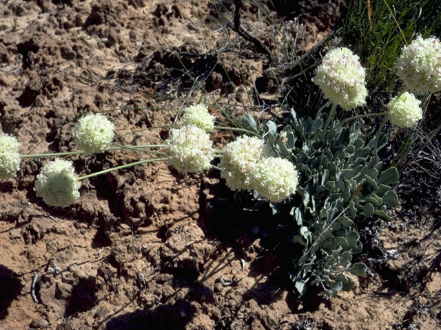 Eriogonum ovalifolium var. purpureum (Cushion buckwheat) #6343