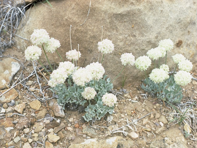 Eriogonum ovalifolium var. purpureum (Cushion buckwheat) #6344