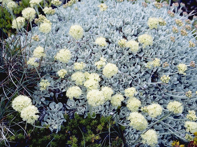 Eriogonum ovalifolium var. nivale (Cushion buckwheat) #6358