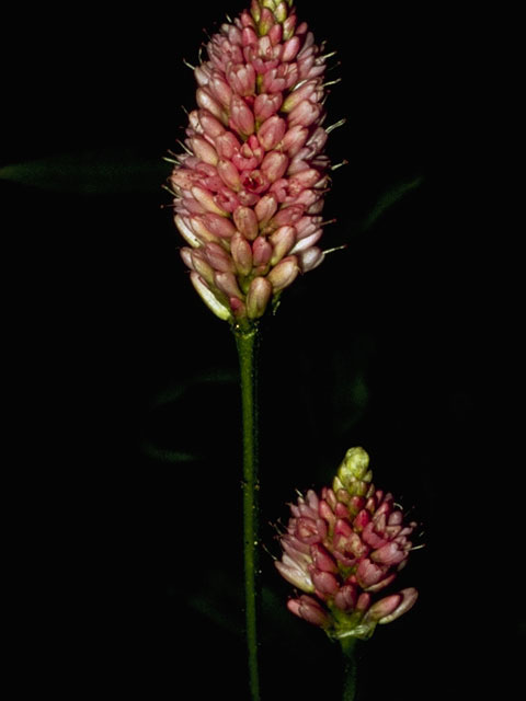 Polygonum amphibium (Water knotweed) #6366