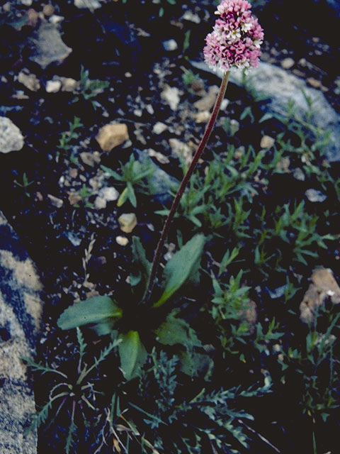 Polygonum bistortoides (American bistort) #6368