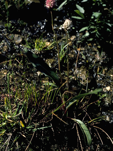 Polygonum bistortoides (American bistort) #6369