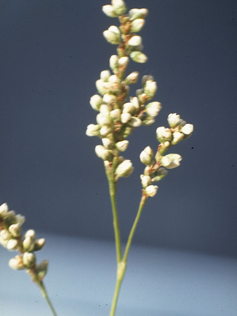 Polygonum pensylvanicum (Pennsylvania smartweed) #6376