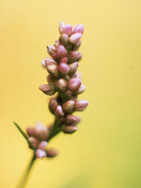 Polygonum pensylvanicum (Pennsylvania smartweed) #6380