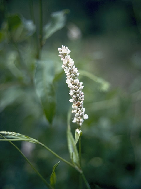 Polygonum punctatum (Dotted smartweed) #6382