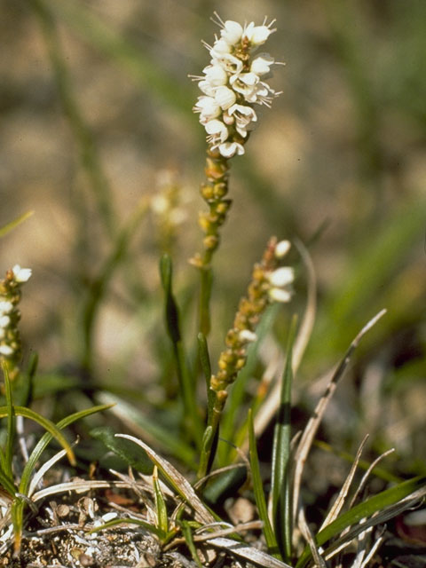 Polygonum viviparum (Alpine bistort) #6388