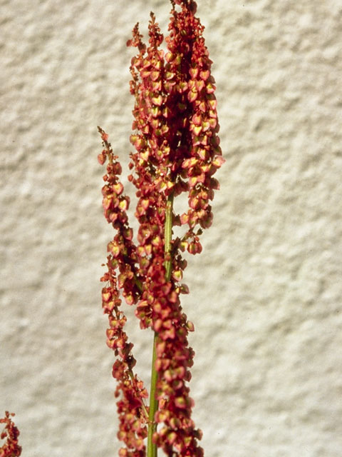 Rumex hastatulus (Heartwing sorrel) #6399