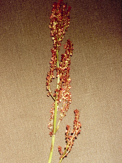 Rumex hastatulus (Heartwing sorrel) #6400