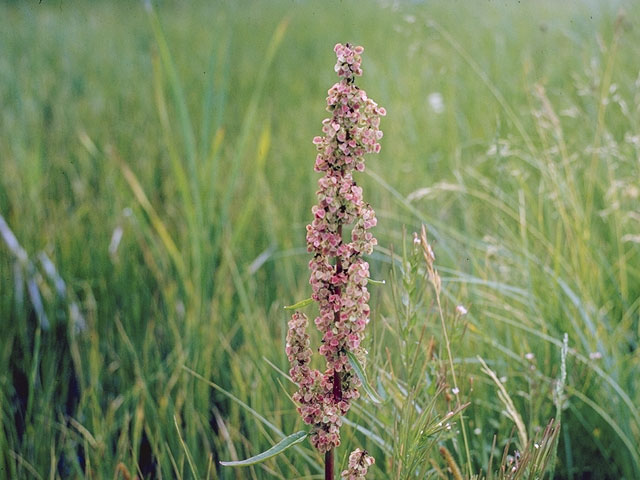 Rumex hymenosepalus (Canaigre dock) #6403