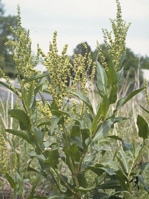 Rumex hymenosepalus (Canaigre dock) #6404