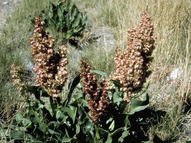 Rumex hymenosepalus (Canaigre dock) #6405