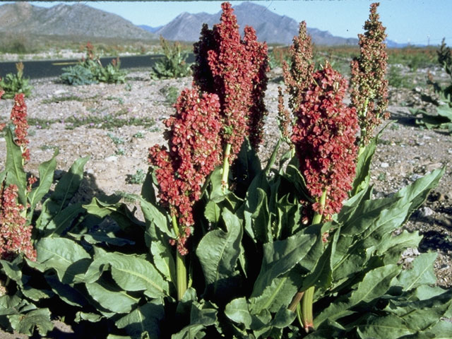 Rumex hymenosepalus (Canaigre dock) #6407