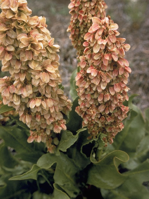 Rumex hymenosepalus (Canaigre dock) #6408