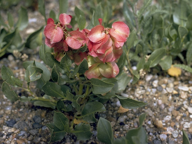 Rumex venosus (Veiny dock) #6415