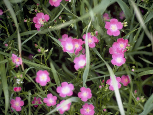 Calandrinia ciliata (Fringed redmaids) #6438