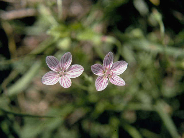 Claytonia virginica (Virginia springbeauty) #6451