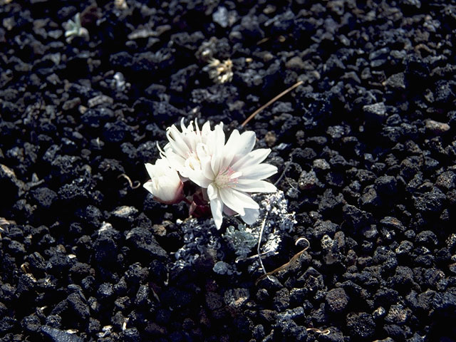 Lewisia rediviva (Bitter root) #6466