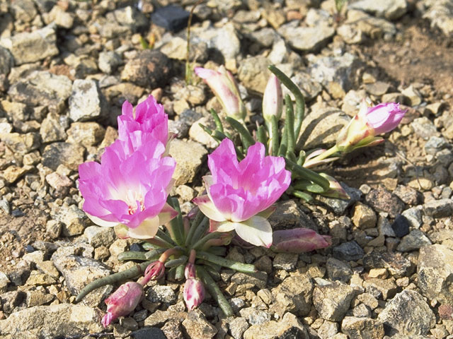 Lewisia rediviva (Bitter root) #6467