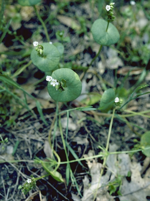 Claytonia cordifolia (Heartleaf springbeauty) #6471