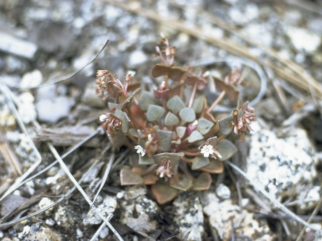 Claytonia sibirica var. sibirica (Siberian springbeauty) #6475