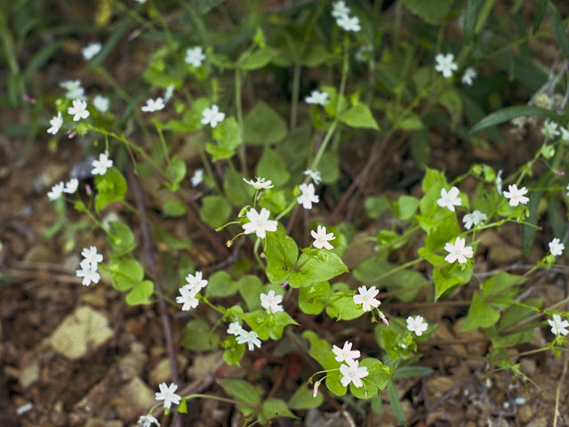 Claytonia sibirica var. sibirica (Siberian springbeauty) #6476