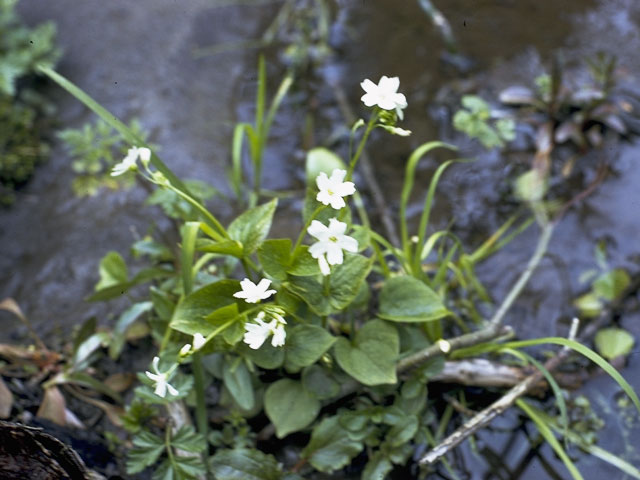 Claytonia sibirica var. sibirica (Siberian springbeauty) #6477