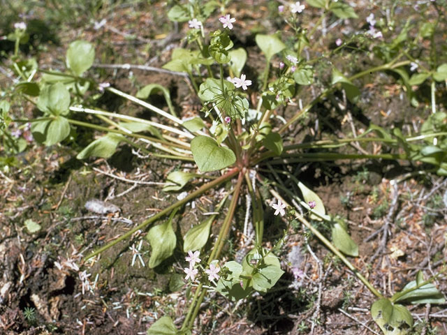 Claytonia sibirica var. sibirica (Siberian springbeauty) #6478