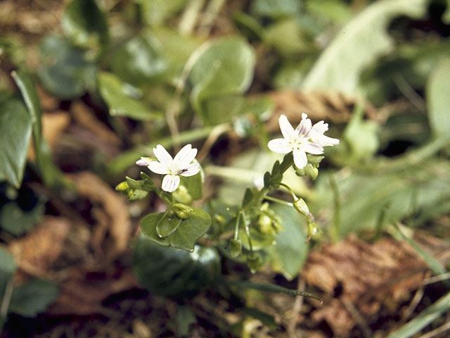 Claytonia sibirica var. sibirica (Siberian springbeauty) #6479