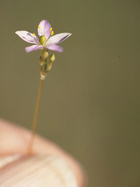 Phemeranthus parviflorus (Sunbright) #6495