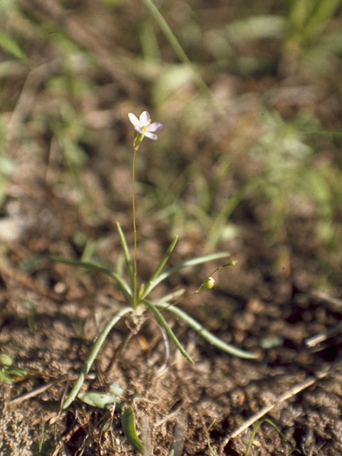 Phemeranthus parviflorus (Sunbright) #6496