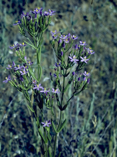 Collomia linearis (Tiny trumpet) #6501