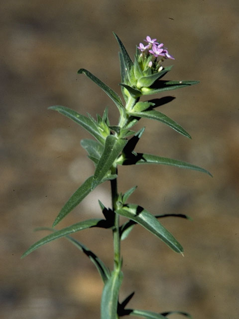 Collomia linearis (Tiny trumpet) #6502