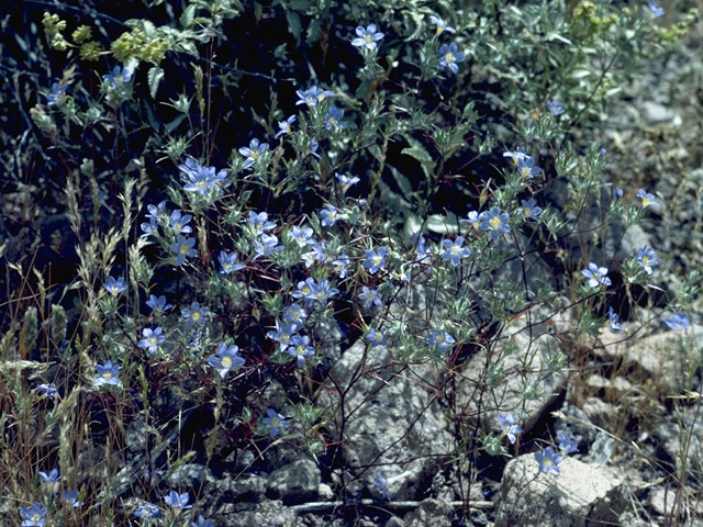 Eriastrum densifolium (Giant woollystar) #6504