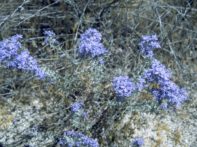 Eriastrum densifolium (Giant woollystar) #6505