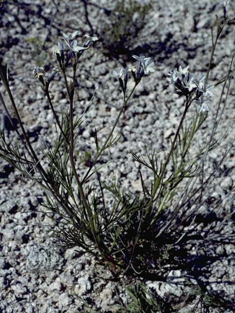 Eriastrum diffusum (Miniature woollystar) #6507