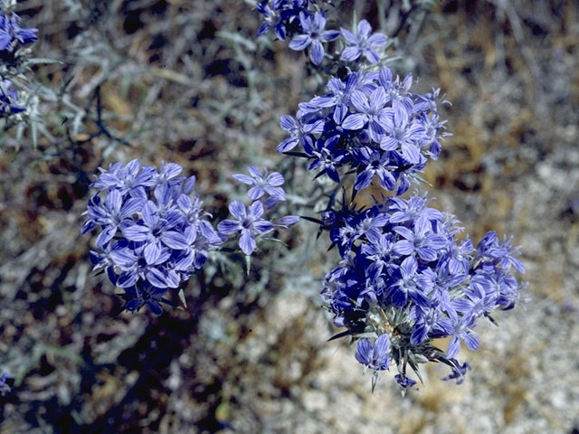 Eriastrum pluriflorum (Tehachapi woollystar) #6512